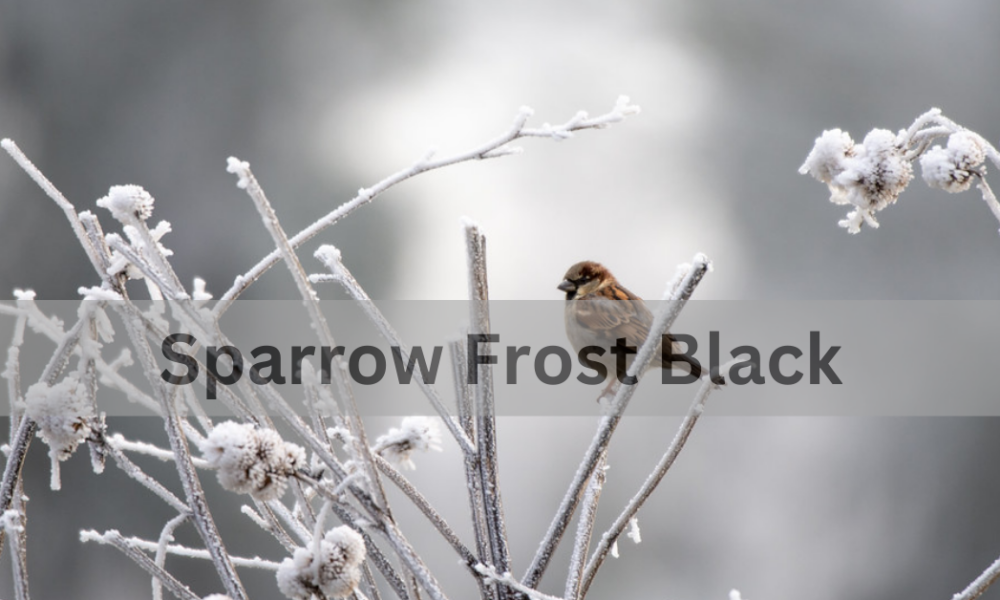 Sparrow Frost Black