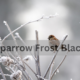 Sparrow Frost Black