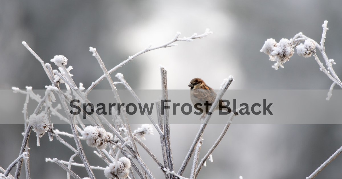 Sparrow Frost Black